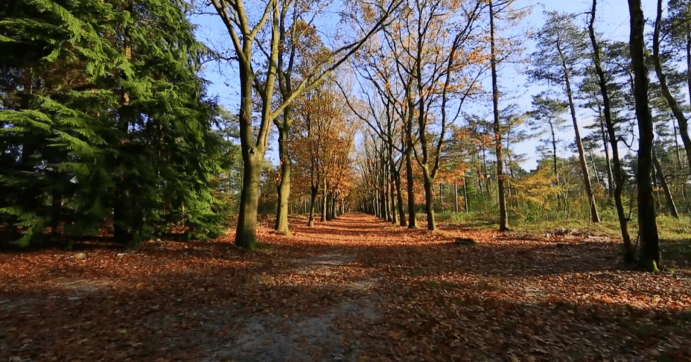 Virtual Walks & Cycle - In the Forest with Relaxing Nature and Bird Sounds