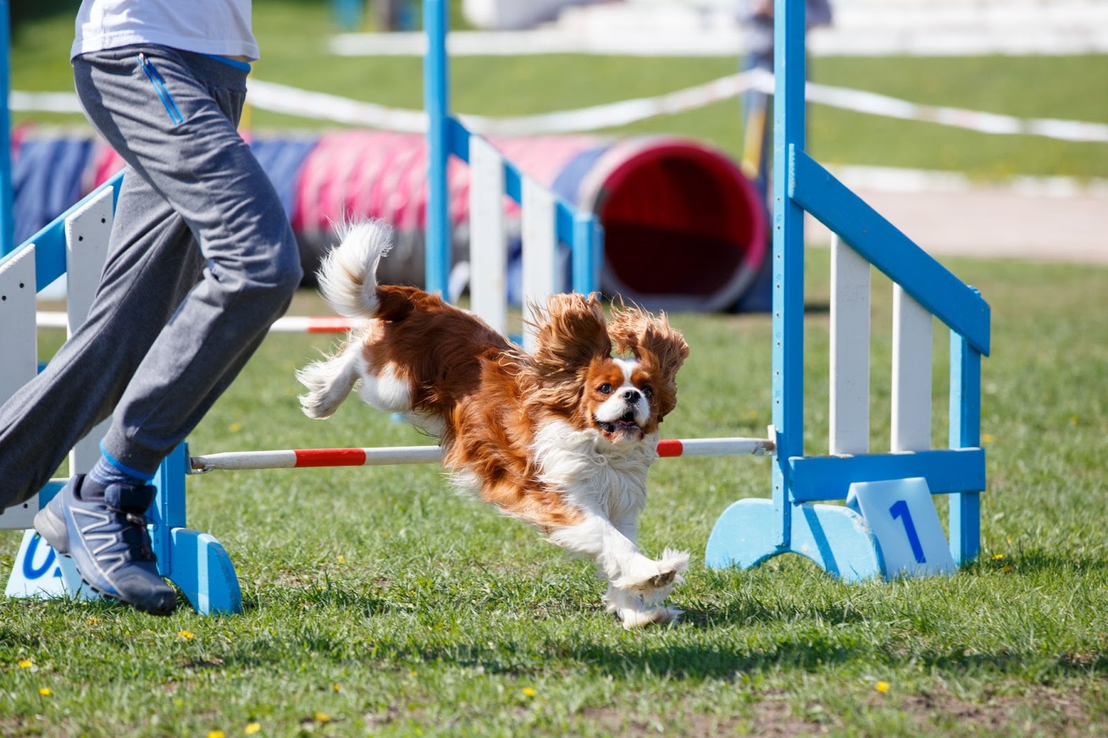 Brown and white cocker spaniel dog running on obstacle course with owner