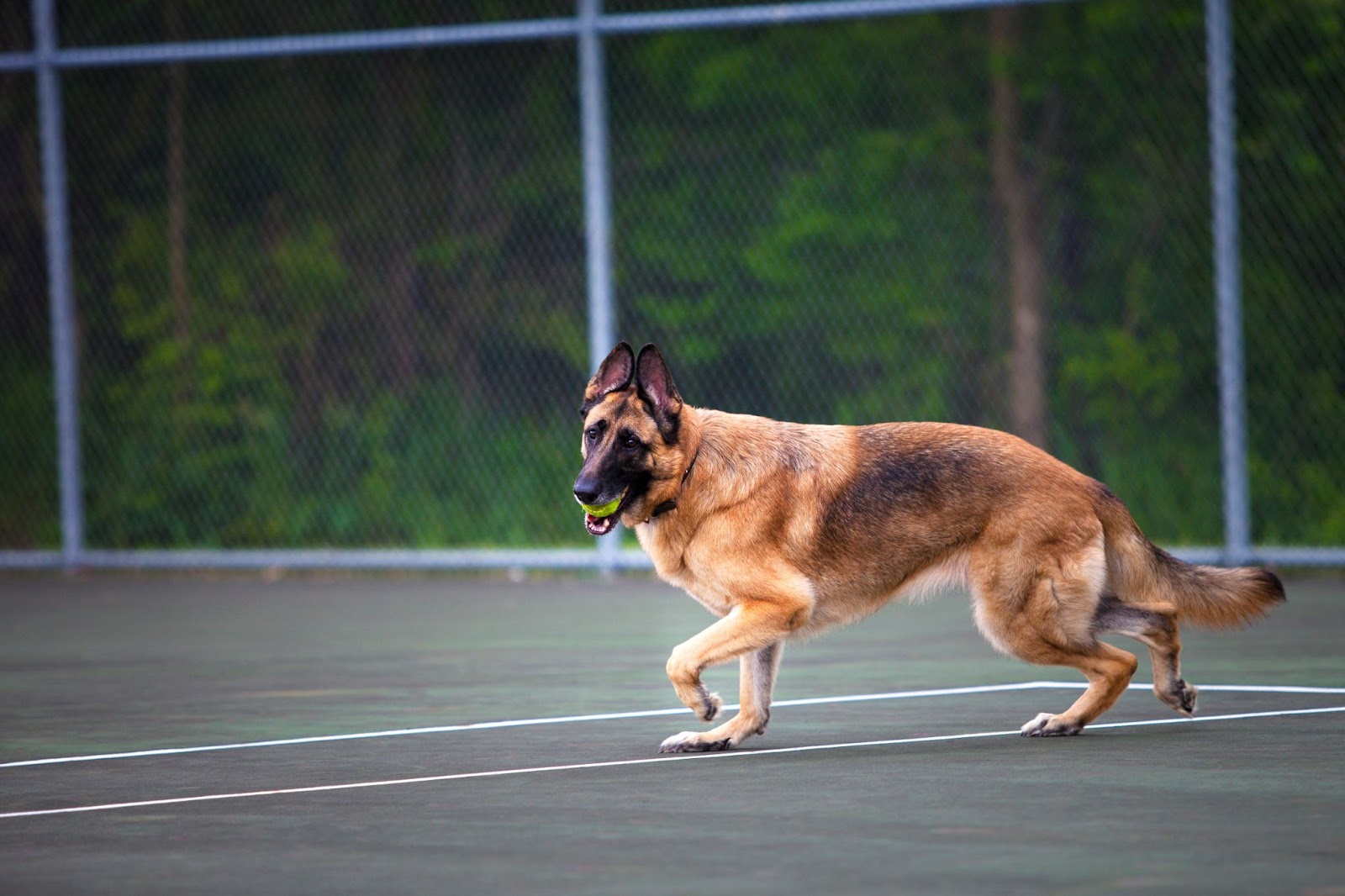 German Shepherd running on tennis court with ball in mouth