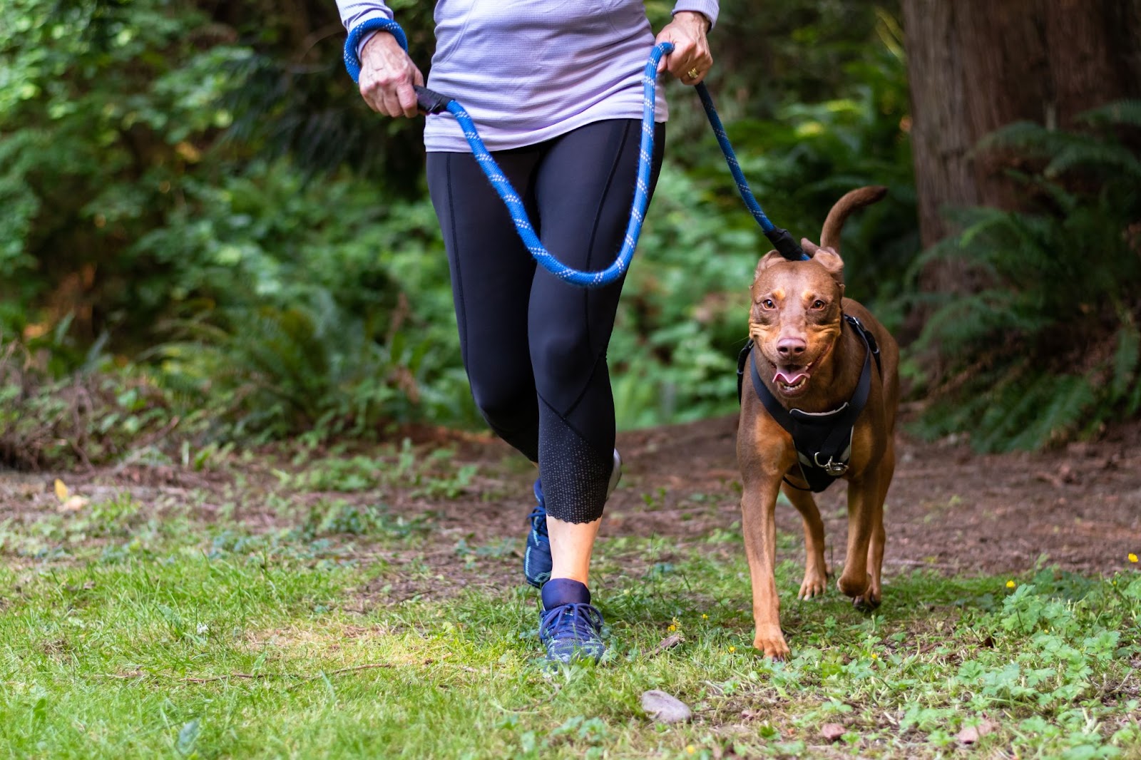 Owner running on a trail with a leashed dog