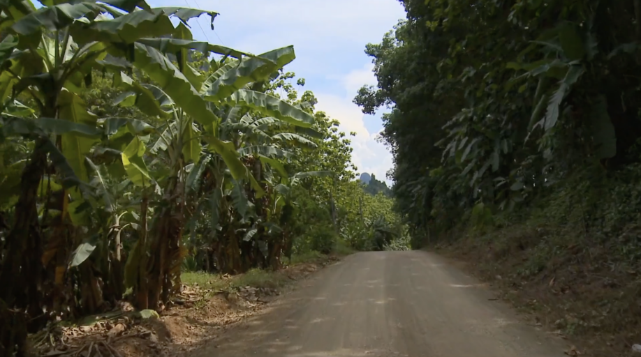 Run in the edges of the Jungles of Thailand with the sound of Nature
