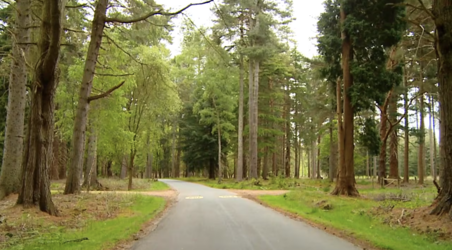 Jog in the Ancient Forest of South of England CPC